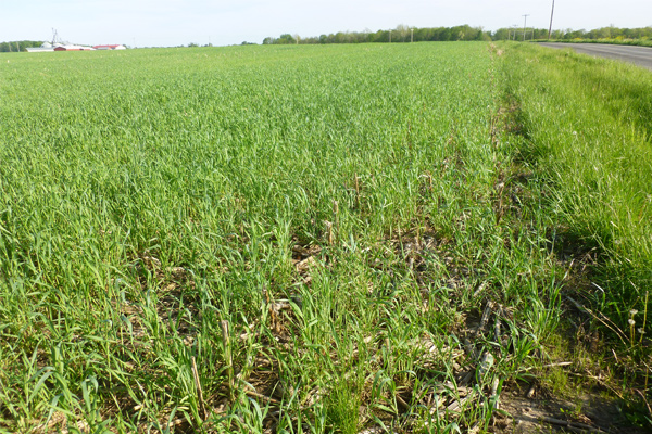 Cover Crops